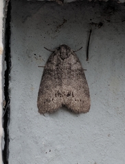 Polygrammate cadburyi