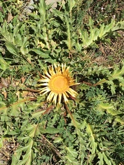 Carlina acanthifolia