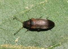 Melandryidae