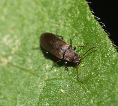 Melandryidae