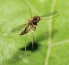Chrysopilus modestus