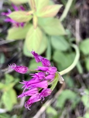 Allium brevistylum