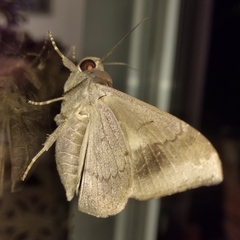 Ophisma tropicalis