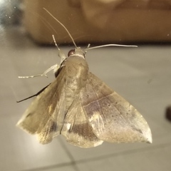 Ophisma tropicalis