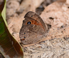 Heteropsis ankaratra