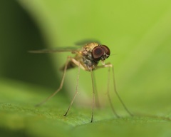Chrysopilus modestus