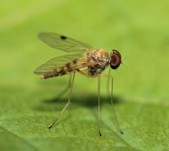 Chrysopilus modestus