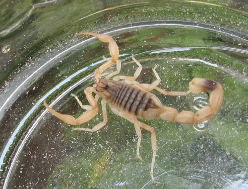 Olivierus caucasicus