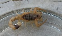 Olivierus caucasicus