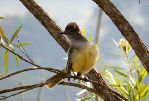 Myiarchus apicalis