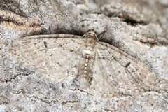 Aethalura intertexta