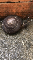 Caracolus