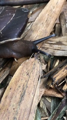 Caracolus