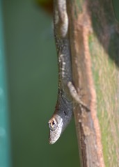 Anolis sagrei