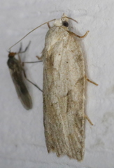 Acleris placidana
