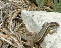 Psammodromus