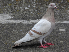 Columba livia domestica