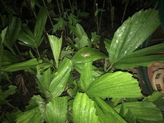 Pithecopus hypochondrialis