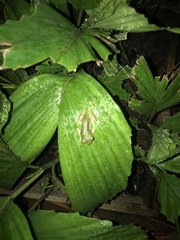 Pithecopus hypochondrialis