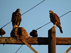 Parabuteo unicinctus