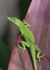 Anolis carolinensis