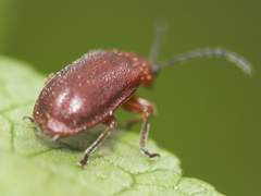 Tricholochmaea cavicollis