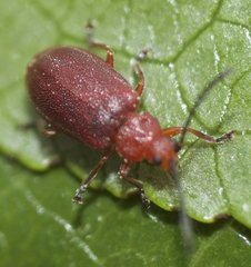 Tricholochmaea cavicollis