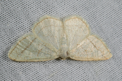 Protitame subalbaria