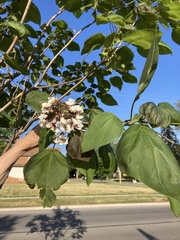 Catalpa