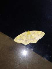 Periclina