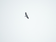 Spizaetus melanoleucus