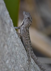 Anolis sagrei
