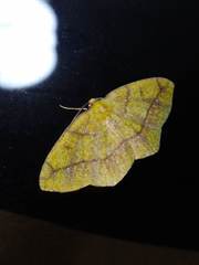 Periclina