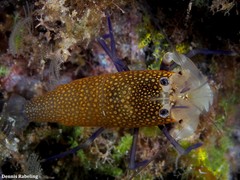 Gnathophyllum elegans