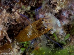 Gnathophyllum elegans