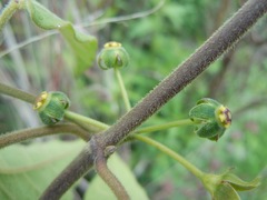 Gonolobus jaliscensis