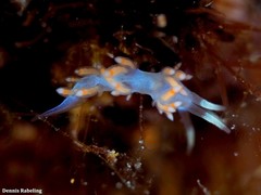 Flabellina dushia