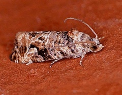 Paralobesia vernoniana