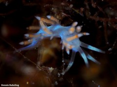 Flabellina dushia