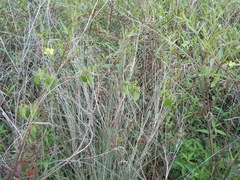 Gonolobus jaliscensis