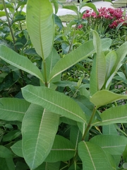 Asclepias syriaca
