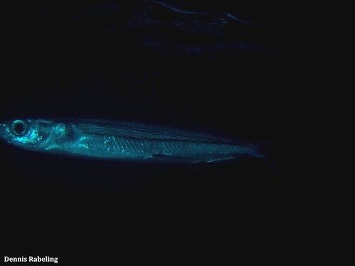 photo of Flyingfishes (Exocoetidae)