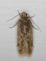 Filatima