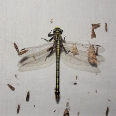 Gomphurus