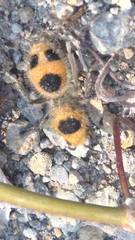 Dasymutilla cressoni