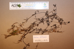 Galium obtusum