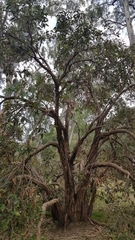 Corymbia calophylla
