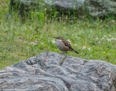 Cinclodes albiventris