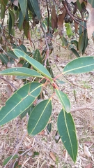Corymbia calophylla