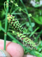 Carex barrattii